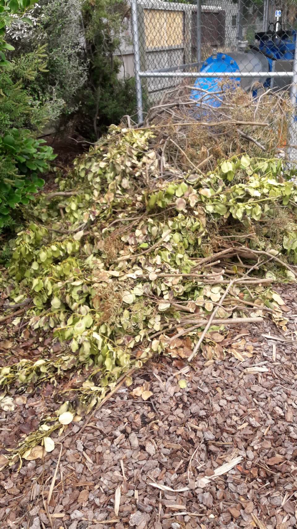 The photograph attached to this parks report