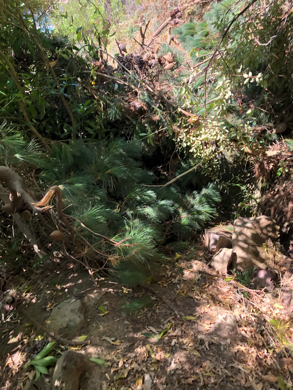 The photograph attached to this parks report