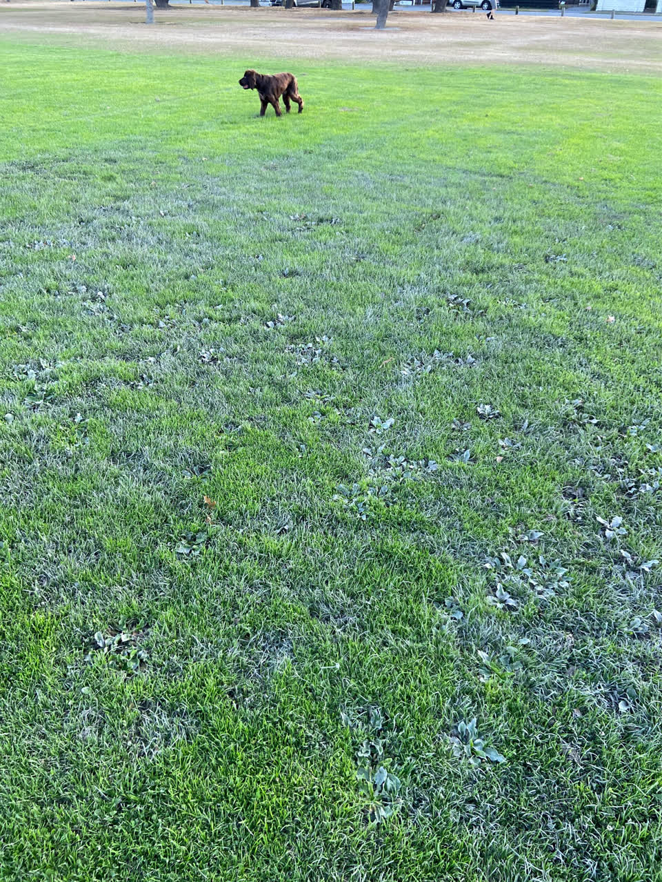 The photograph attached to this parks report