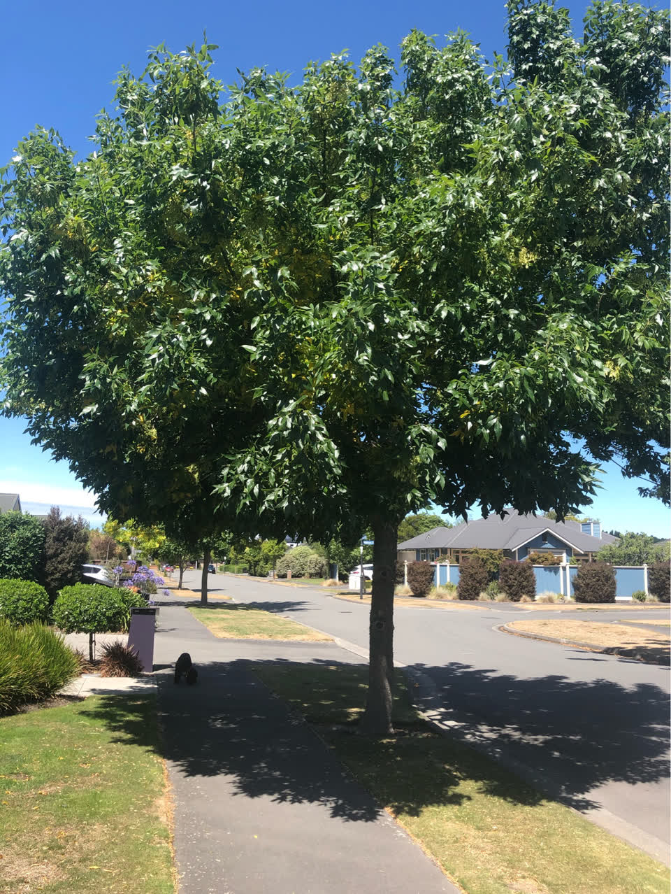 The photograph attached to this parks report
