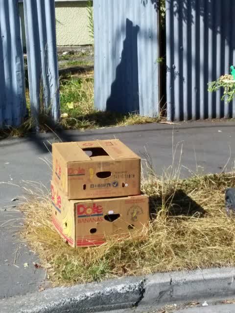 Rubbish/Recycling, a report photo