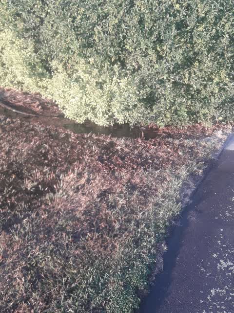 Parks — a report photo
