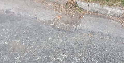 Roading/Streets, a report photo