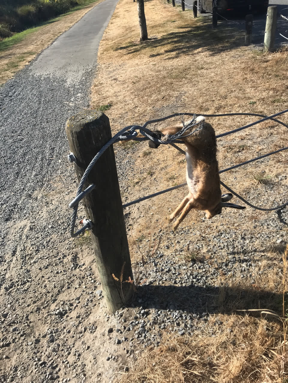 The photograph attached to this parks report