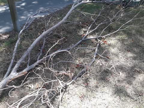 Parks, a report photo