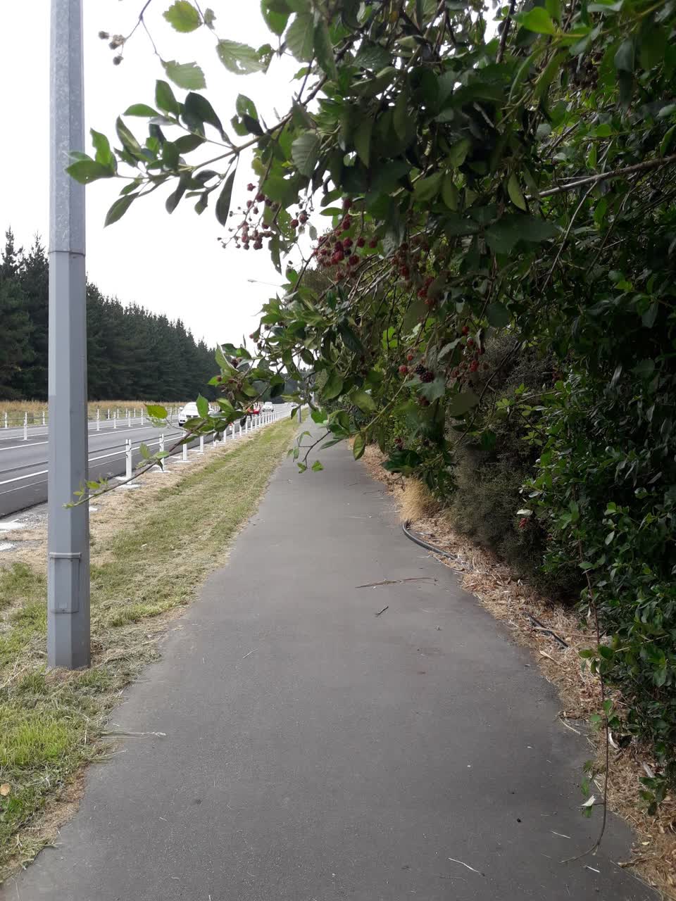 The photograph attached to this parks report