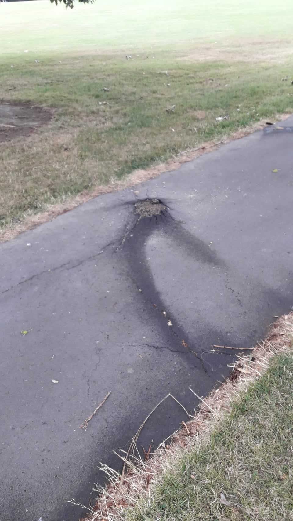 The photograph attached to this parks report