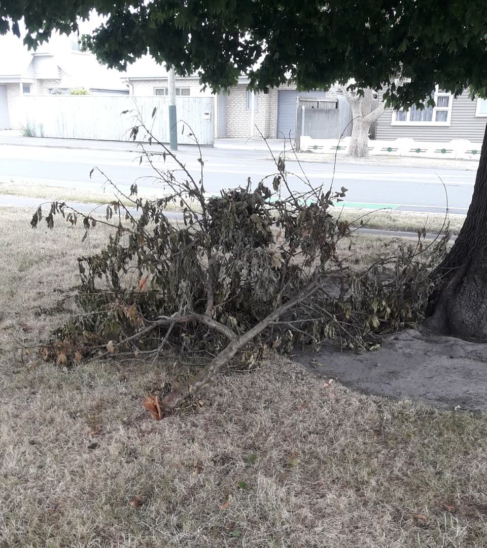 The photograph attached to this parks report