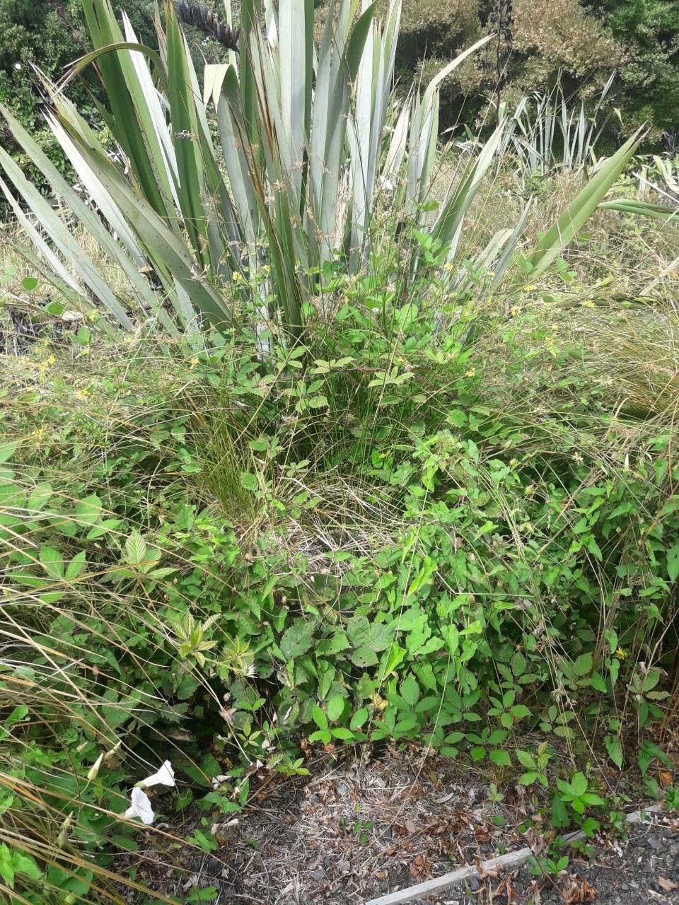 The photograph attached to this parks report