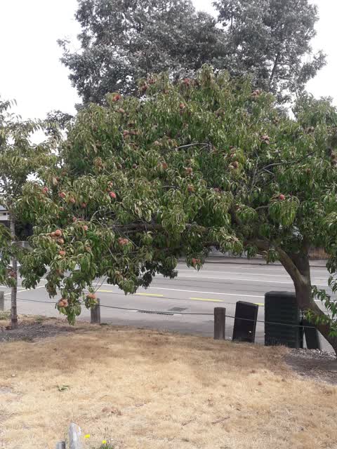 Parks, a report photo