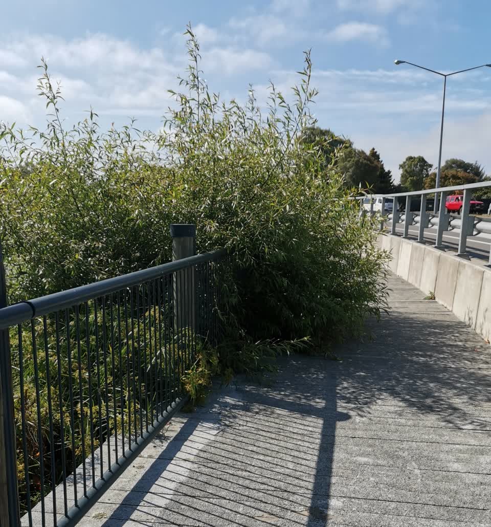The photograph attached to this parks report