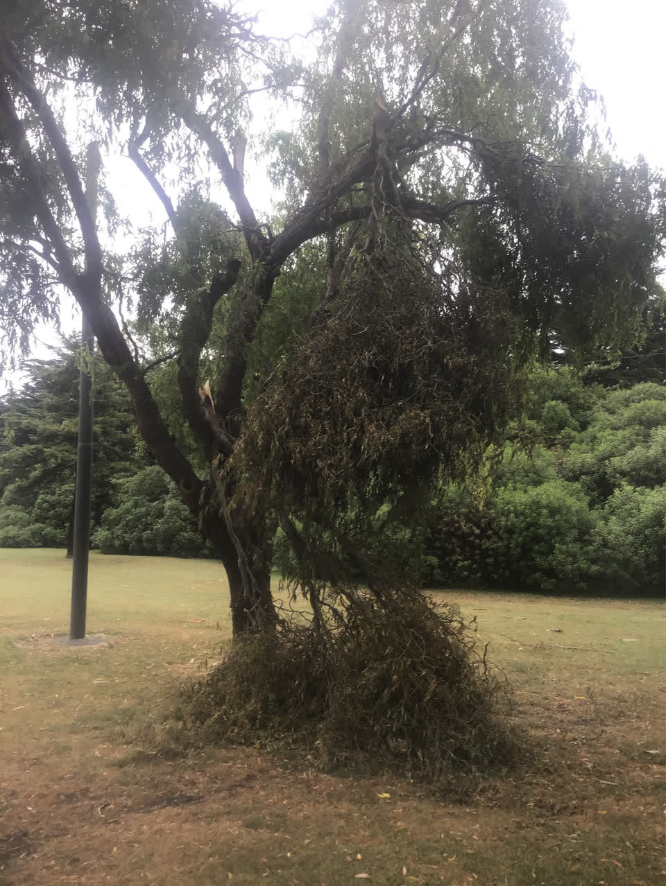 The photograph attached to this parks report