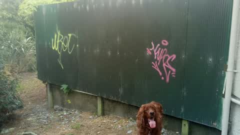 Graffiti, a report photo