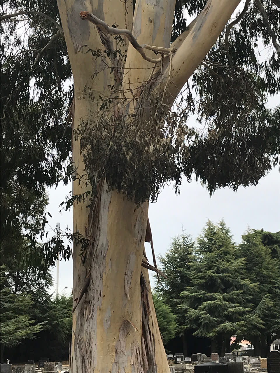 The photograph attached to this parks report