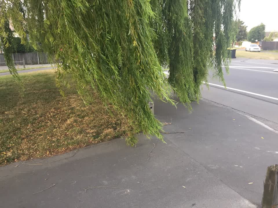 The photograph attached to this parks report