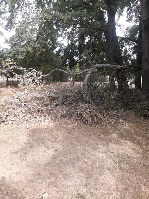 Parks, a report photo