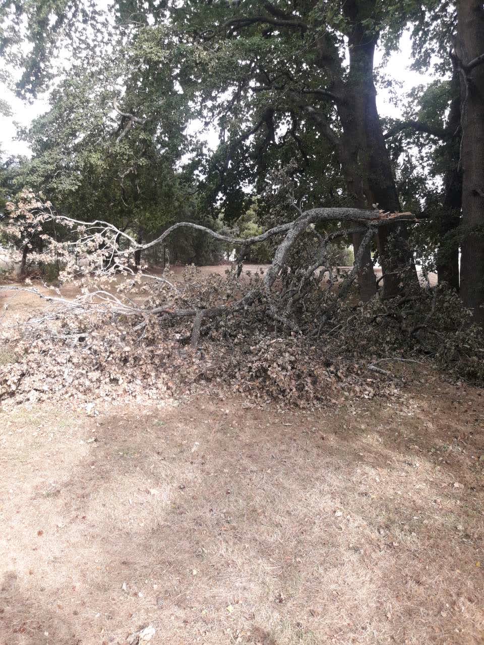 The photograph attached to this parks report