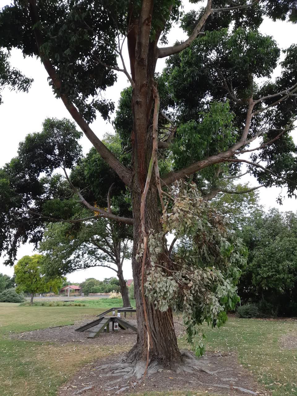 The photograph attached to this parks report