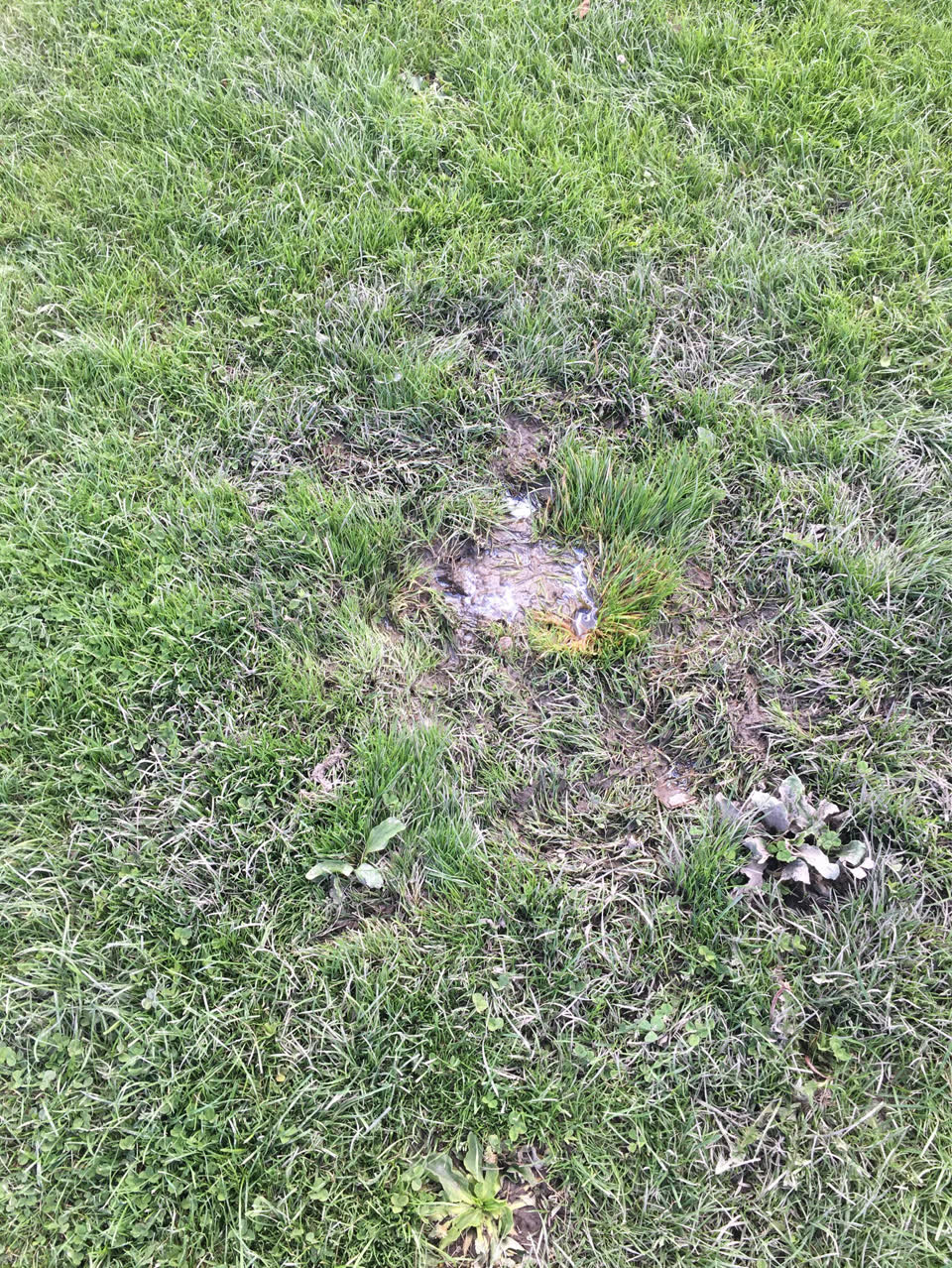 The photograph attached to this parks report