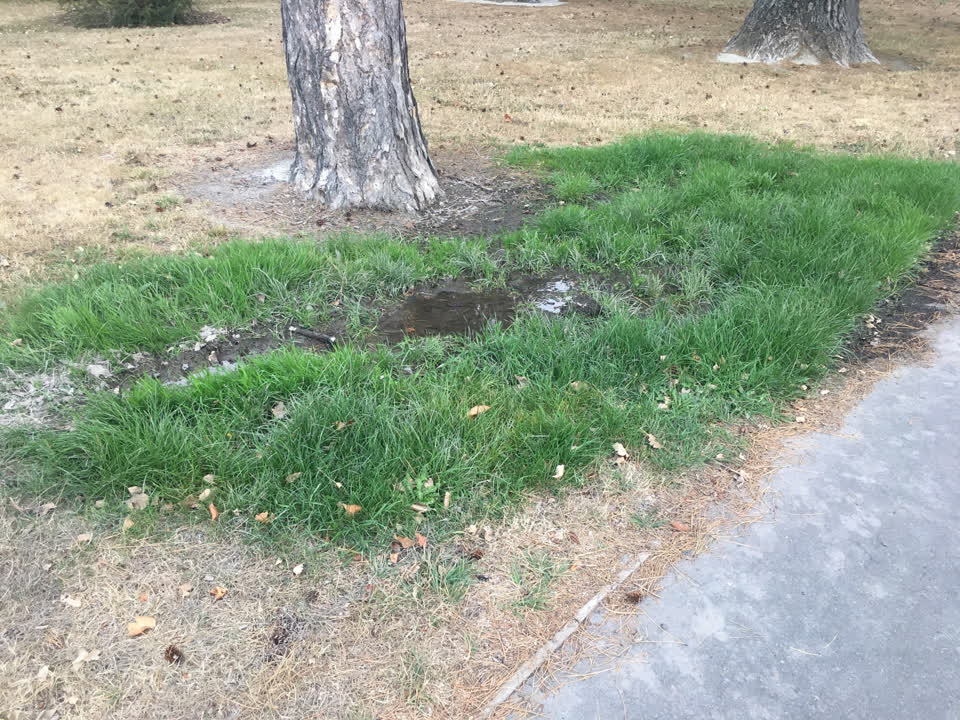 The photograph attached to this parks report