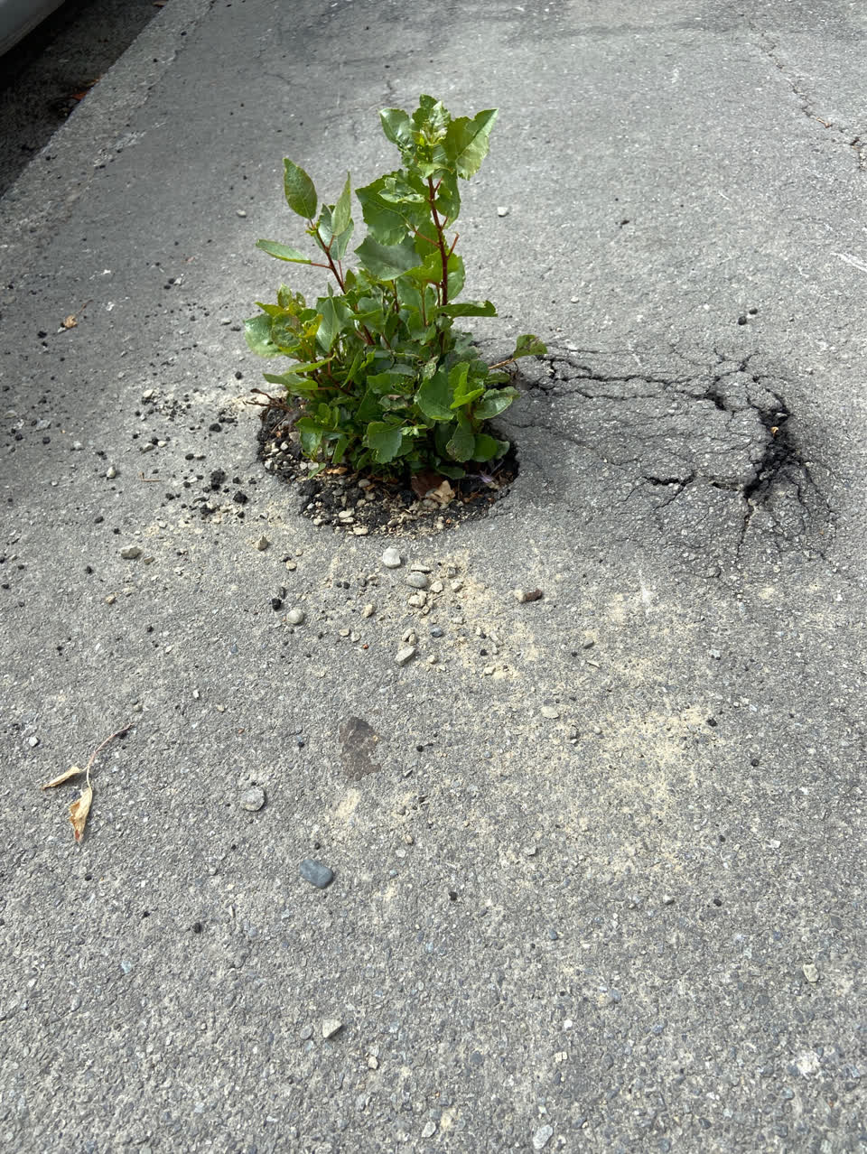 The photograph attached to this roading/streets report