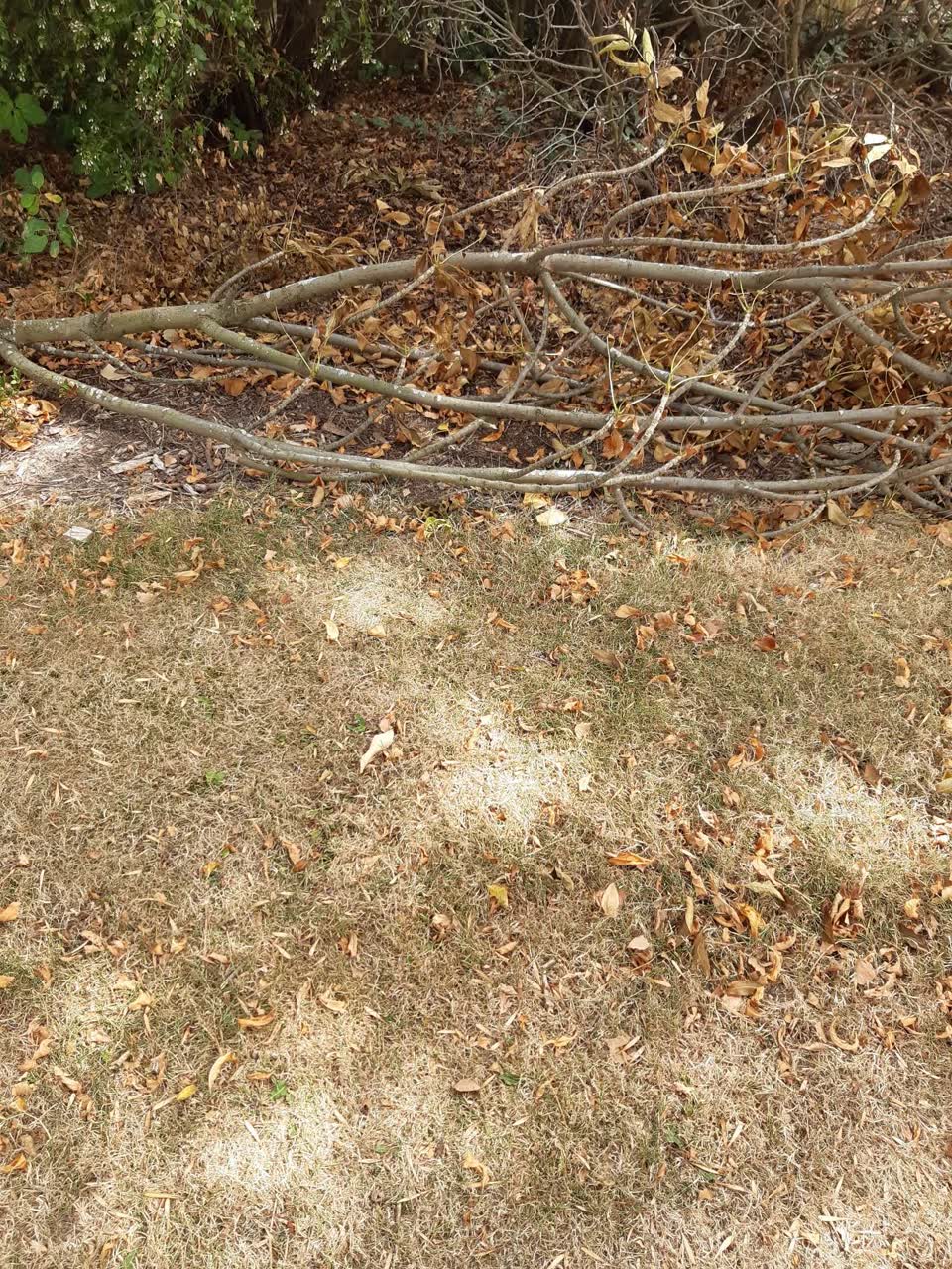 The photograph attached to this parks report
