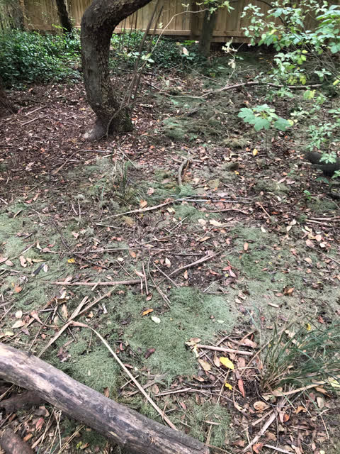 Rubbish/Recycling, a report photo