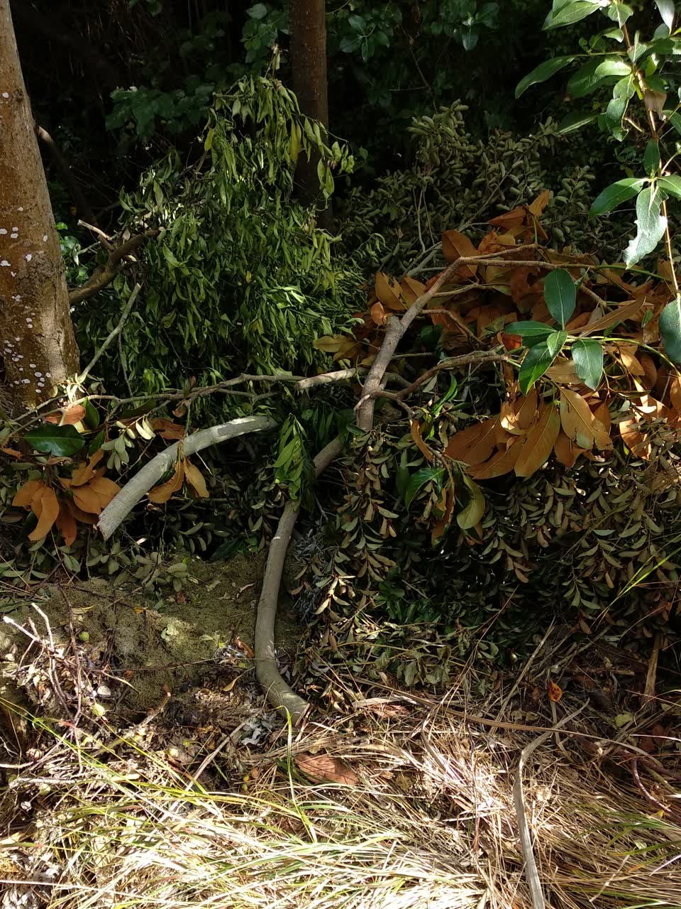 The photograph attached to this parks report