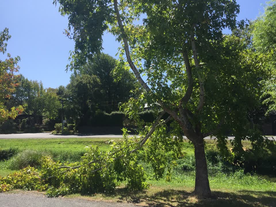 The photograph attached to this parks report