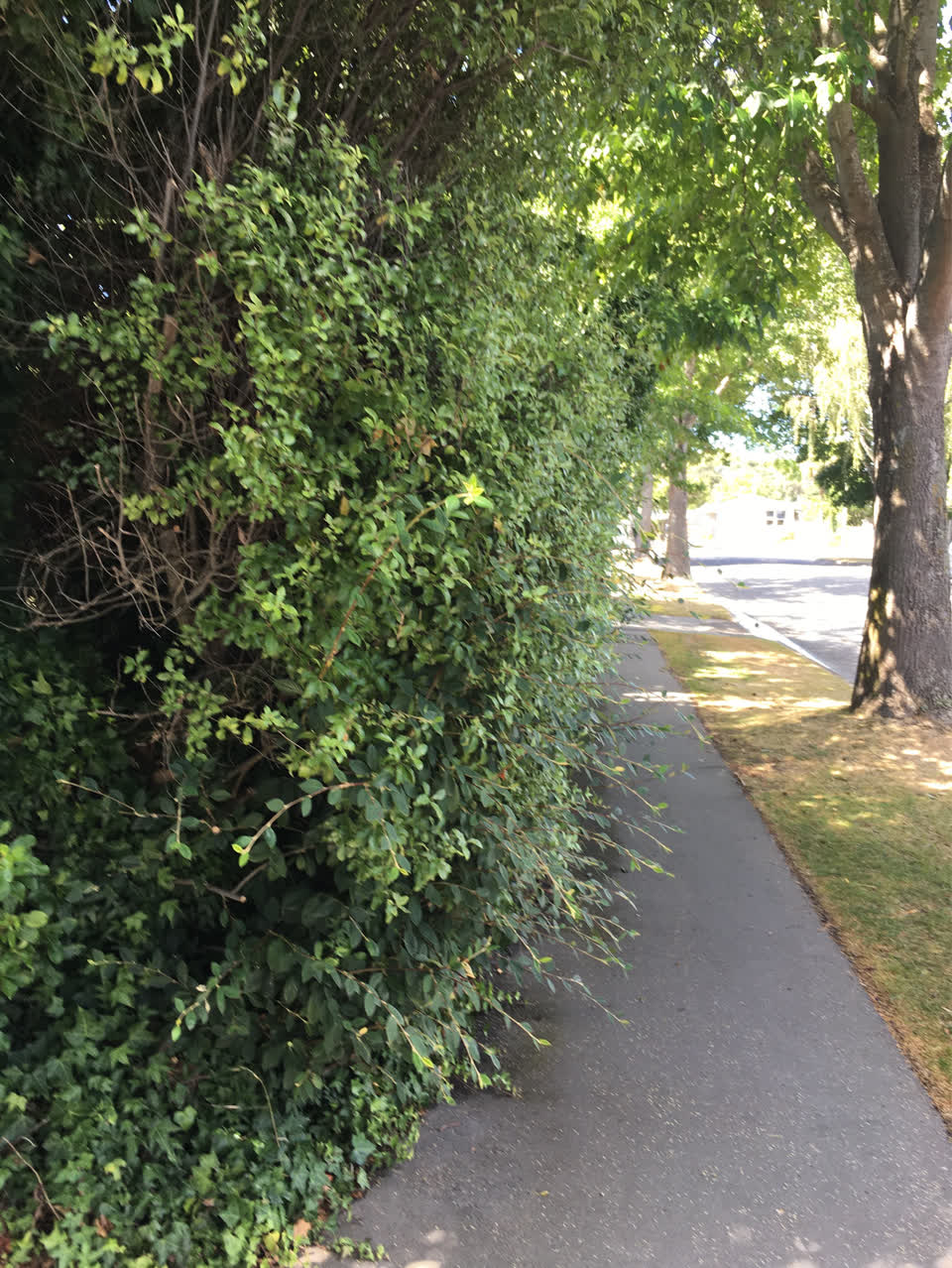 The photograph attached to this parks report