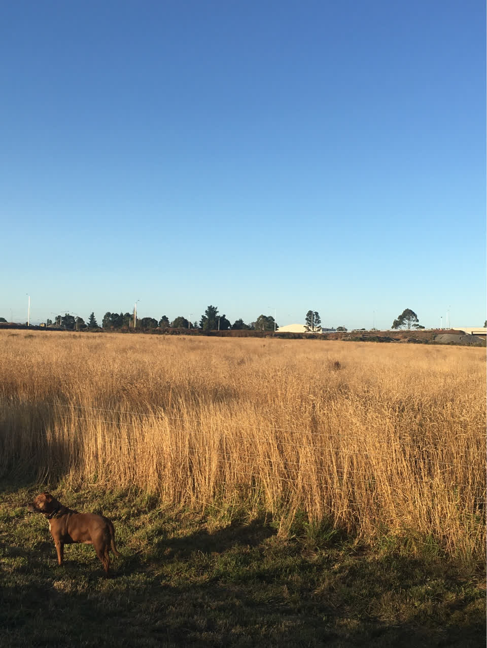 The photograph attached to this parks report