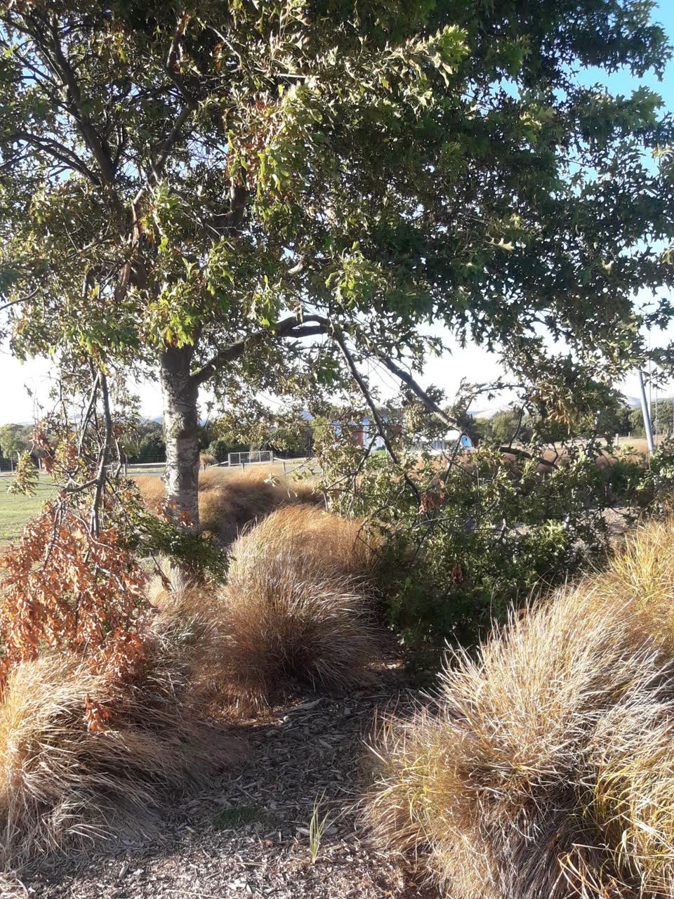 The photograph attached to this parks report