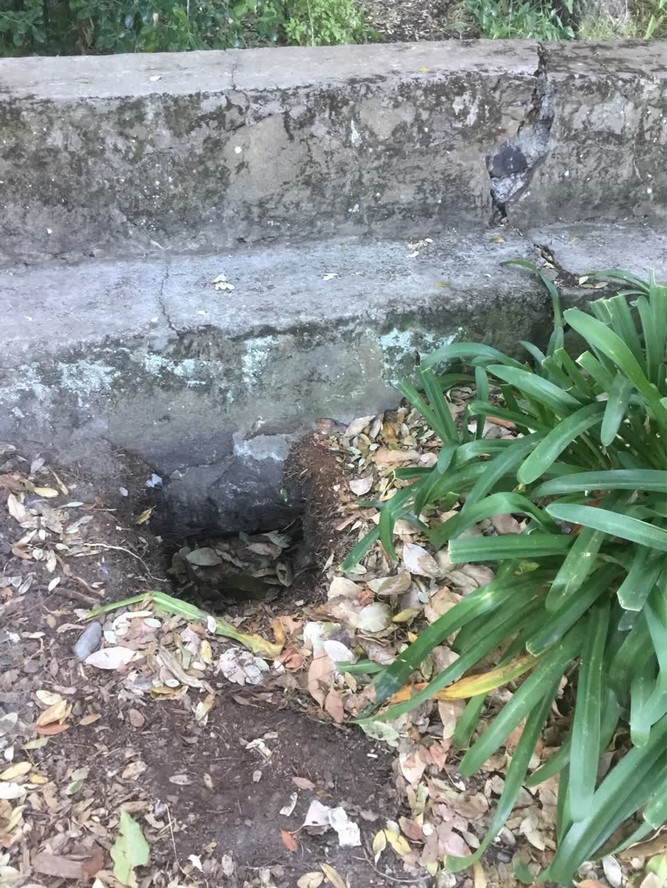 The photograph attached to this parks report