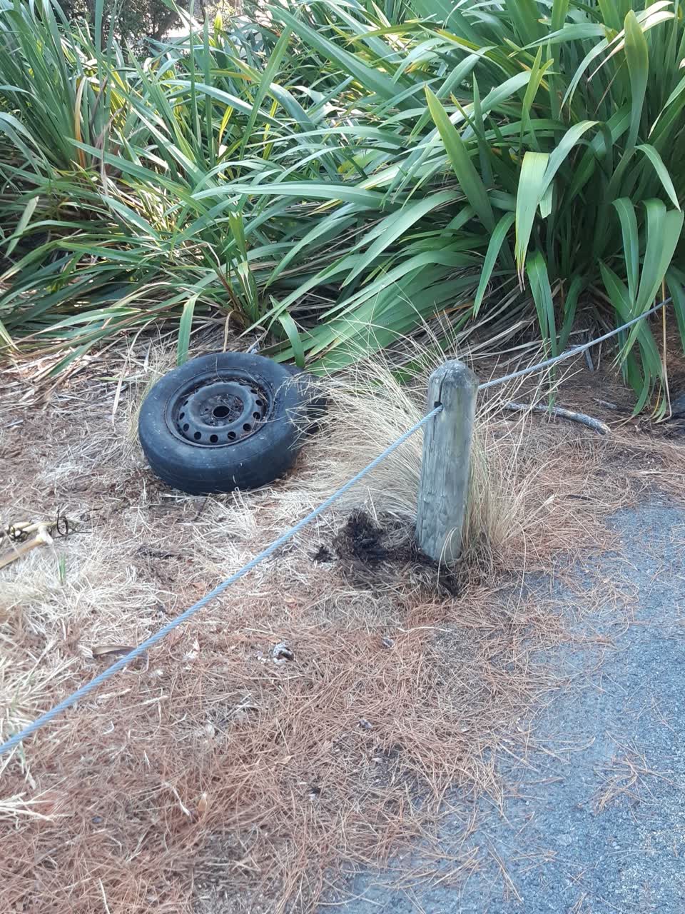The photograph attached to this parks report
