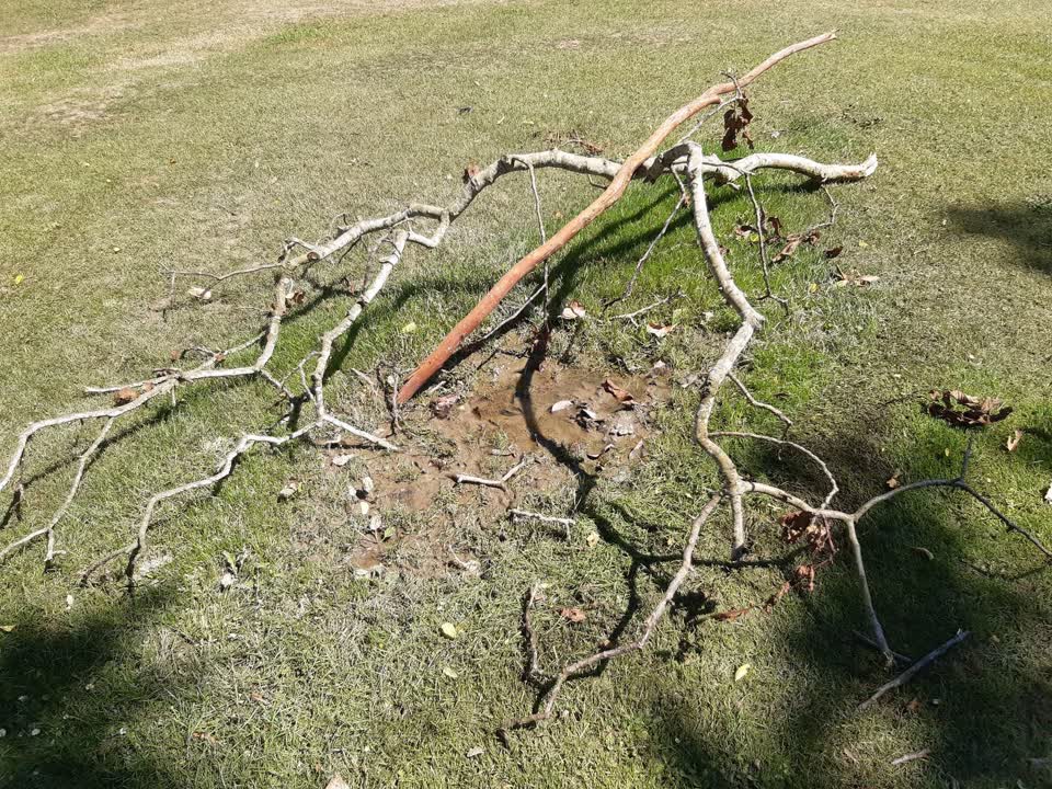 The photograph attached to this parks report