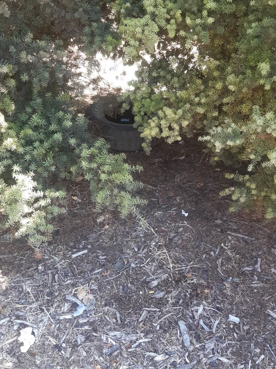 The photograph attached to this parks report