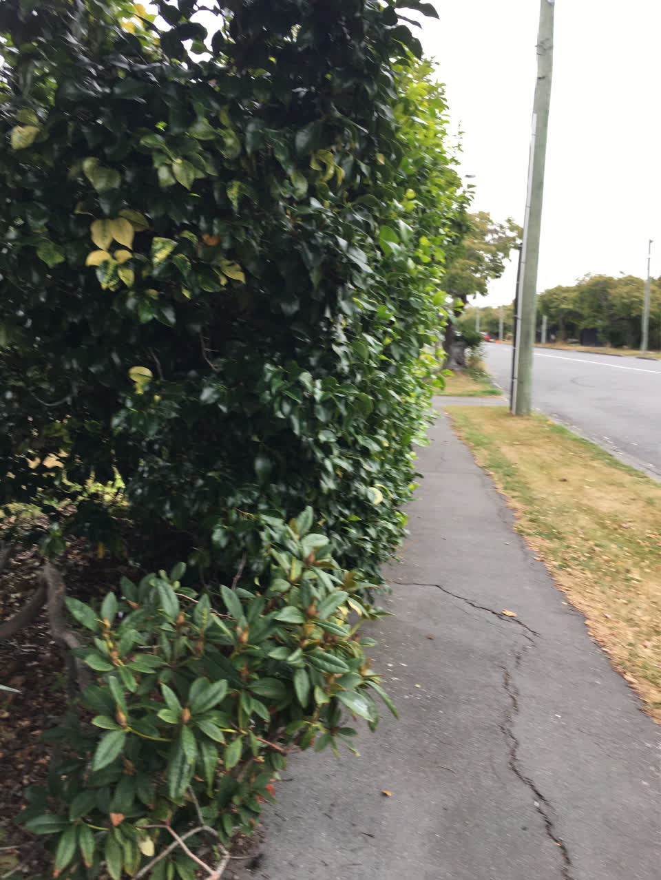 The photograph attached to this parks report