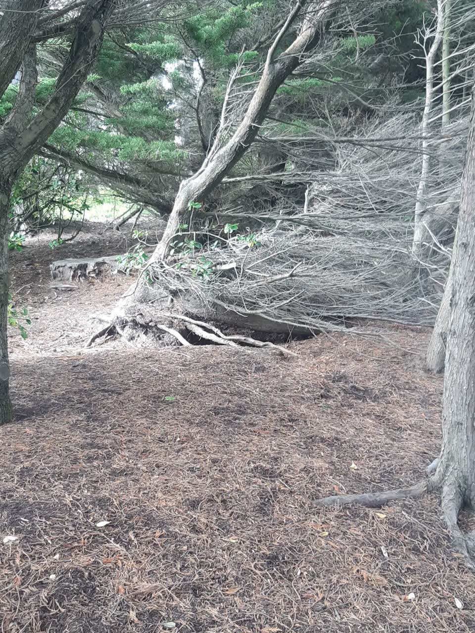 The photograph attached to this parks report