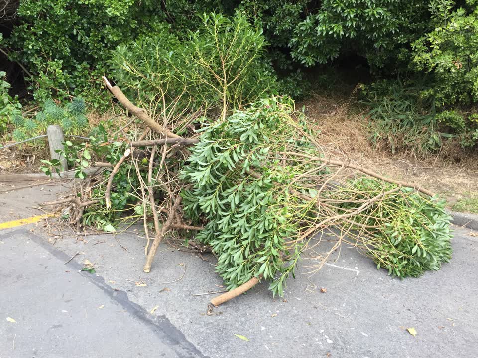 The photograph attached to this parks report