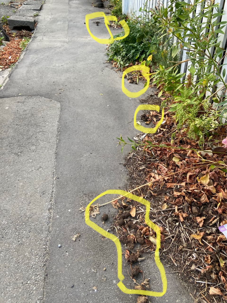 The photograph attached to this rubbish/recycling report