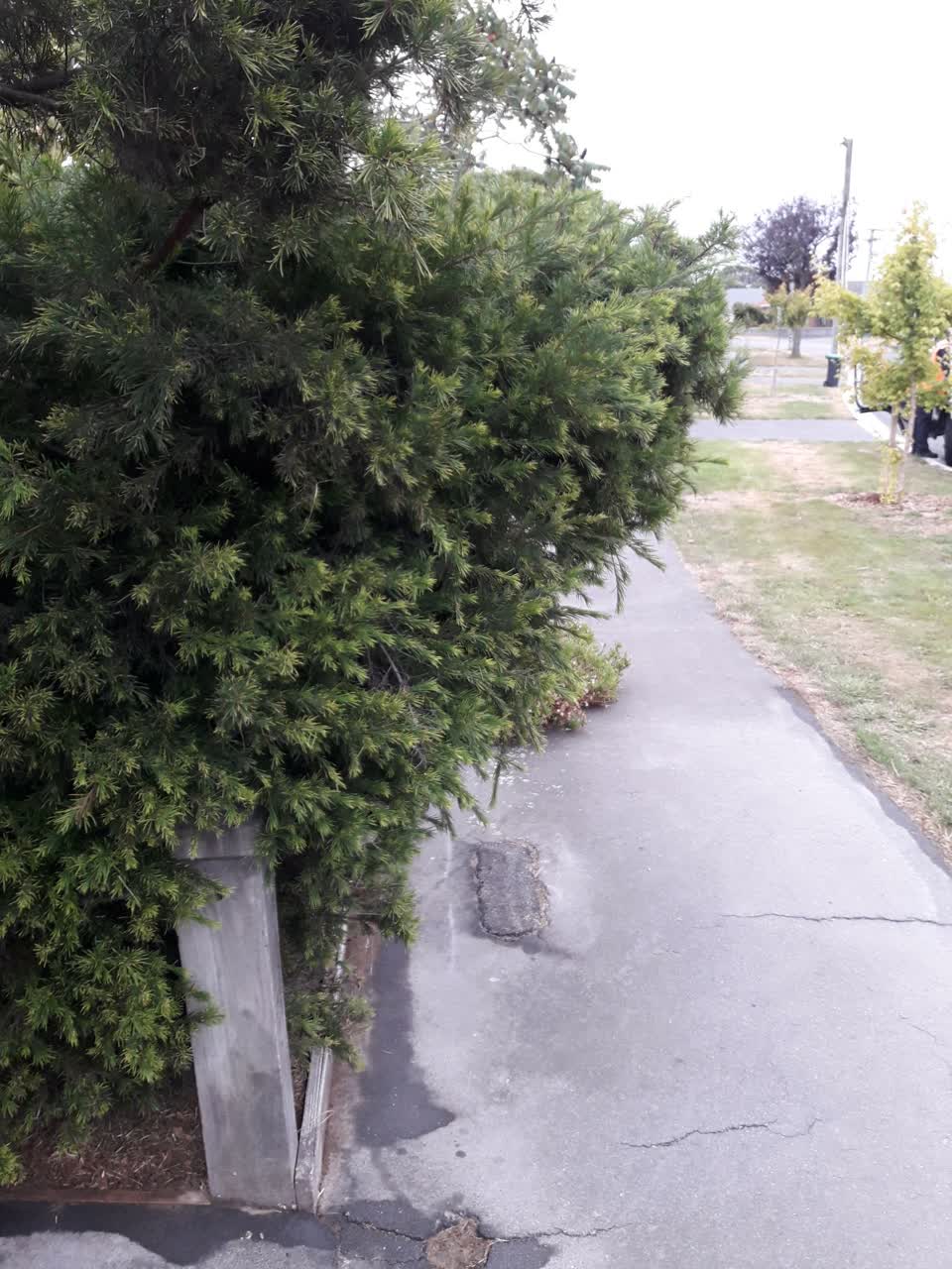 The photograph attached to this parks report
