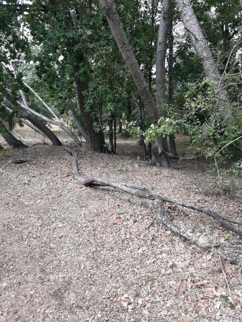 The photograph attached to this parks report