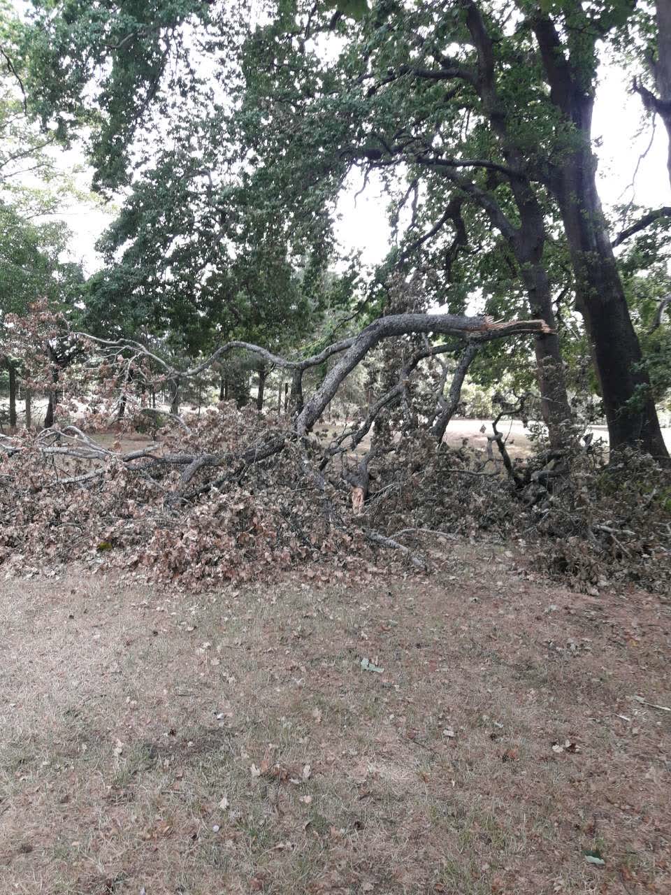 The photograph attached to this parks report