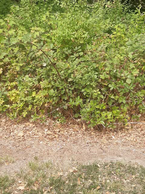 Parks, a report photo