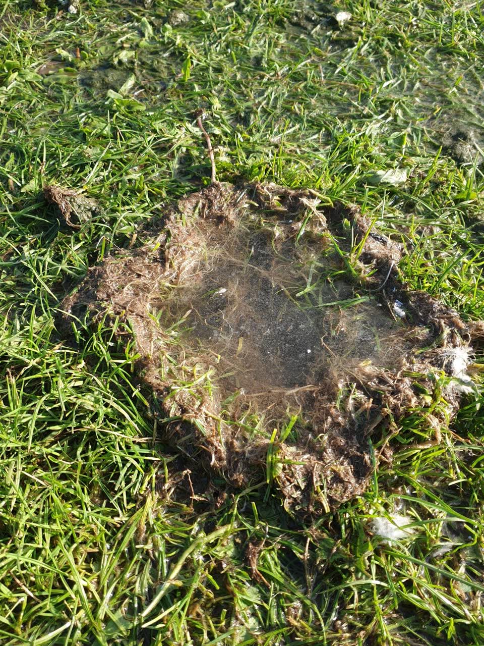 The photograph attached to this parks report