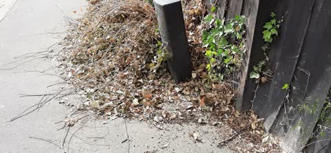 Rubbish/Recycling, a report photo
