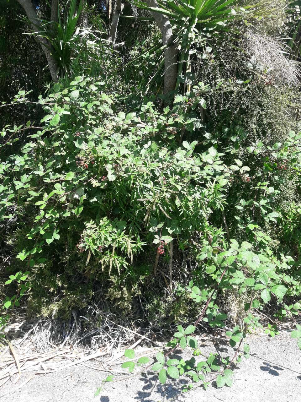 The photograph attached to this parks report