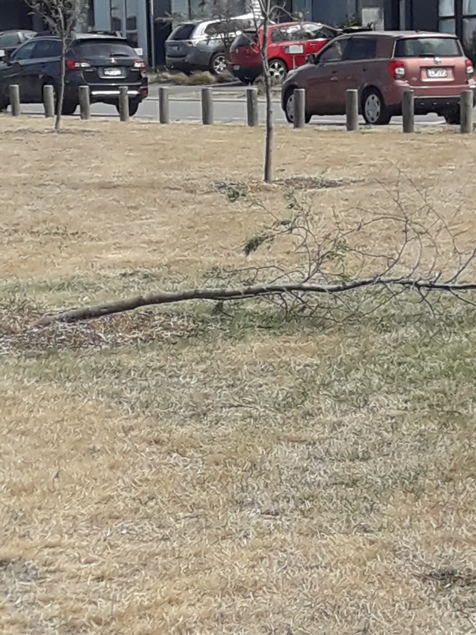 The photograph attached to this parks report