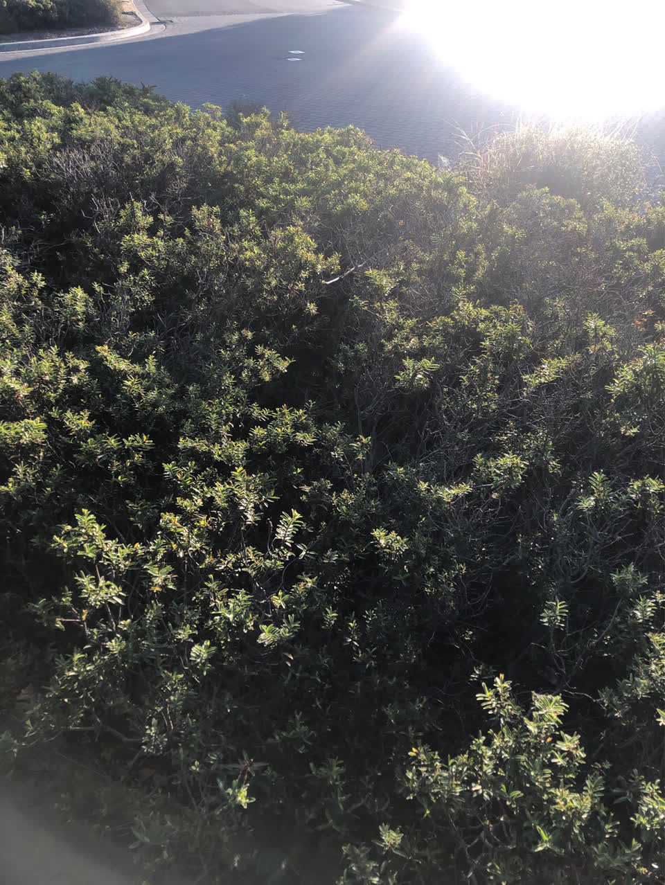 The photograph attached to this parks report