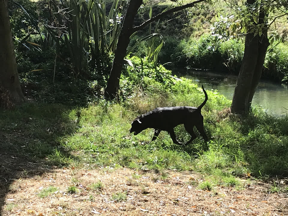 The photograph attached to this parks report